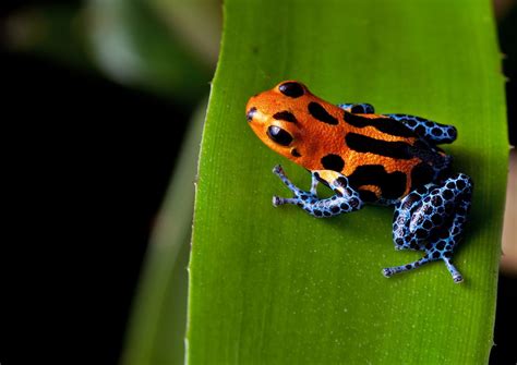 Top 180 + Tropical rainforest animals facts - Lifewithvernonhoward.com