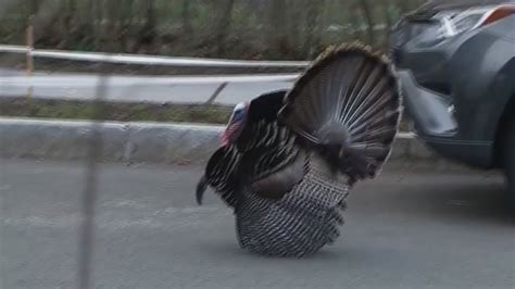 Turkey attacks on the rise in Massachusetts neighborhood - YouTube