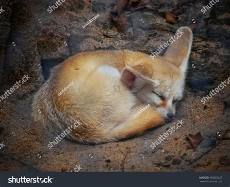 469 Fennec fox sleeping Images, Stock Photos & Vectors | Shutterstock