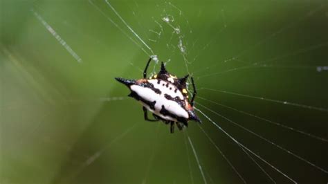 Spiny Orb-Weaver | Identification, Habitat, and Control - peSTopped