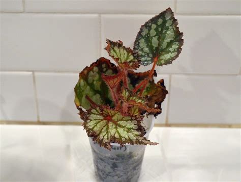 DC Tropics: Quick and easy begonia propagation