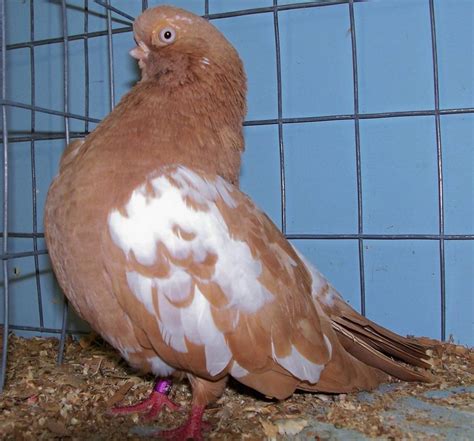 English Short Faced Tumbler Pigeon ~ ENCYCLOPEDIA OF PIGEON BREEDS