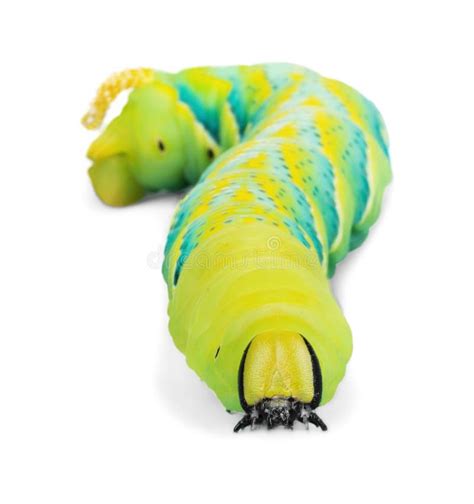 Caterpillar stock photo. Image of isolated, animal, green - 117980210