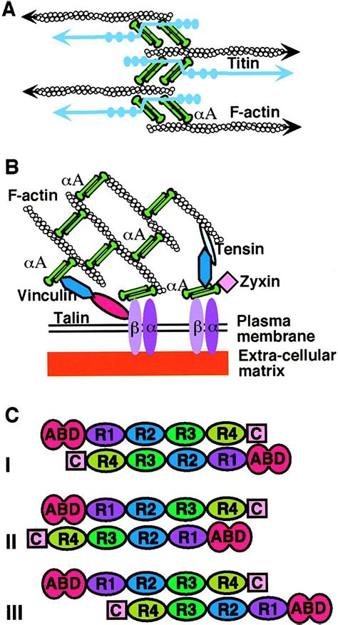 Molecular Basis for Cross-Linking of Actin Filaments: Structure of the α-Actinin Rod: Cell