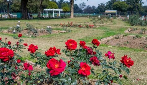 Chandigarh Rose Garden: Address, attractions, timing, entry fee