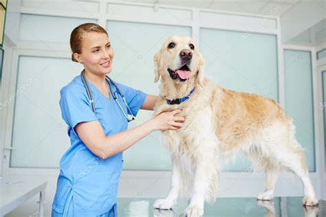 Vet examining dog — Stock Photo © pressmaster #118553560