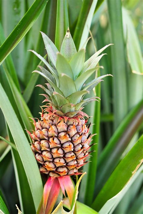 Pineapple Plant Care and Propagation Indoors | Sprouts and Stems