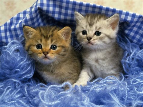 Cute Kittens Wallpapers - Wallpaper Cave