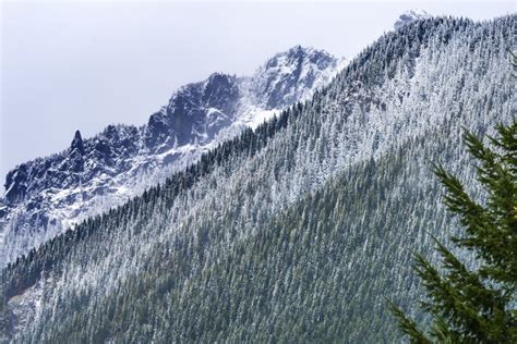 Mount Si Snow Evergreen North Bend Washington Stock Photo - Image of mount, north: 185296366