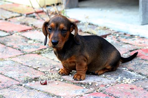 File:Smooth Miniature Dachshund puppy.jpg