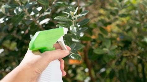 An All-Natural Bug Spray for a Vegetable Garden | Home Guides | SF Gate