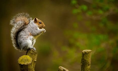 Squirrel Symbolism: Spiritual Meaning, Totem, Spirit, & Omens