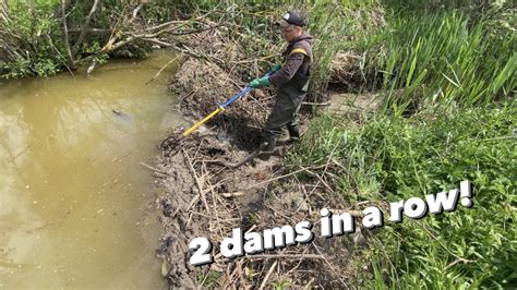 Opening 2 beaver dams to let drainage system work again. - YouTube