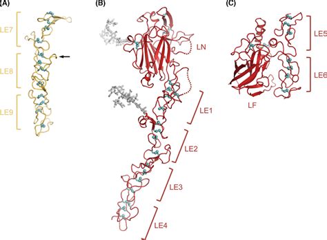 Crystal structures of laminin short arm fragments (A) Laminin γ1 LE7-9... | Download Scientific ...