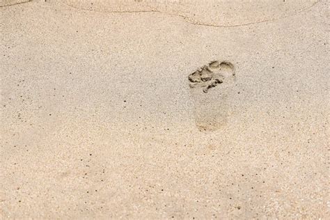 Footprints on the Beach Sand Stock Image - Image of holiday, coastline ...