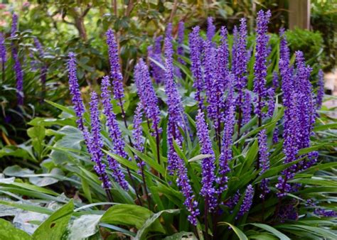 Lily-turf (liriope muscari ‘Big Blue’) – Herbidacious