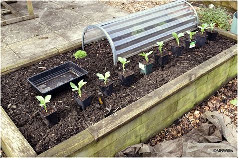 Mark's Veg Plot: Planting Broad Beans