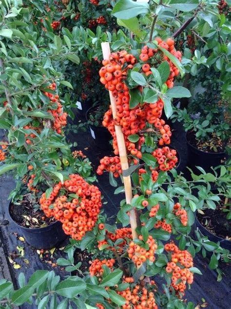 Pyracantha Orange Glow is an evergreen shrub / small tree with amazing orange berries ...