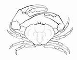 Crustacean Coloring Page Pages sketch template