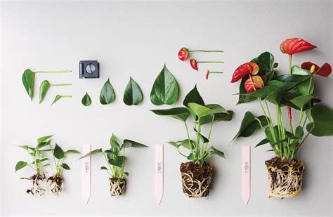 How to prune an anthurium plant