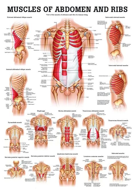 Muscles of the Abdomen Poster - Clinical Charts and Supplies