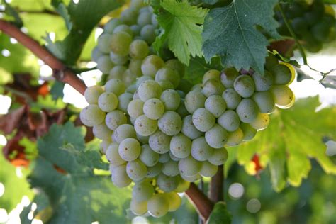 chardonnay-grapes - How To Make Homemade Wine