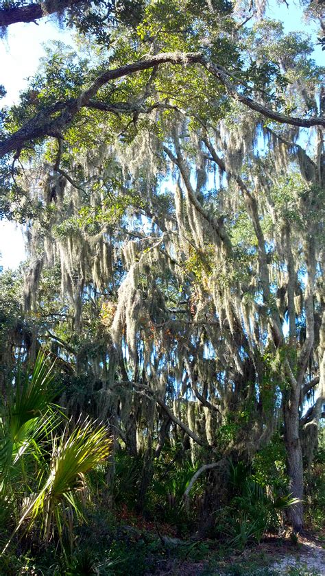 florida park with the spanish moss | Florida parks, Favorite places ...