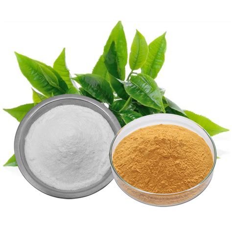 Green Tea Extract Powder - Plant Extracts Manufacturer