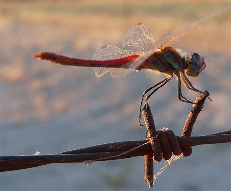 Dragonfly And Wire Free Stock Photo - Public Domain Pictures