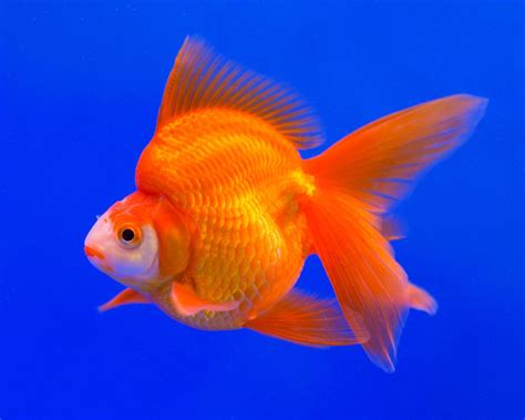 Ryukin goldfish | Each – Pet Kadai – Online aquarium Store