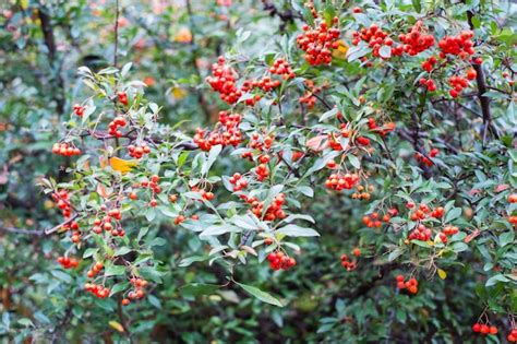 Premium Photo | Red berries of pyracantha coccinea in summer