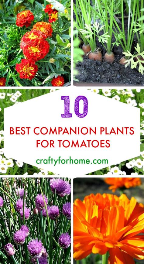 Companion Plants To Grow With Tomatoes | Crafty For Home