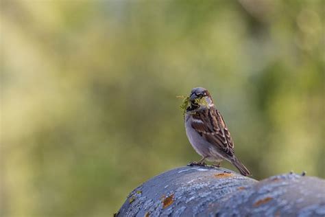 Gambar Burung Pipit Terbang - Gambar Burung