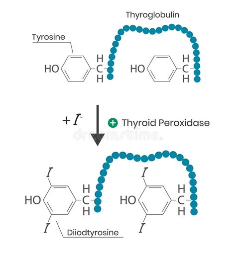 Thyroglobulin Structure