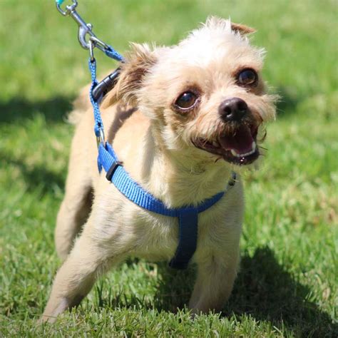 PetSmart Adoption Event - Greendog Foundation