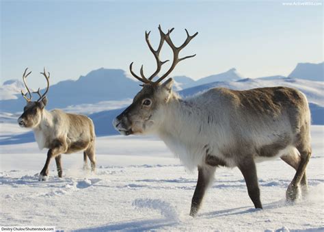 Caribou & Reindeer Facts, Pictures & Information