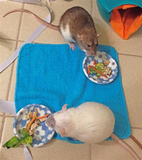 Nutrition - About Pet Rats