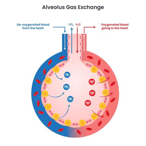 Premium Vector | Alveolus Gas Exchange vector illustration diagram infographic