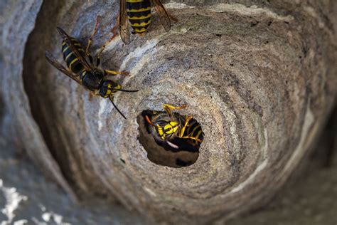 Wespennest auf dem Balkon was tun? - ᐅ Bio Balkongarten Blog