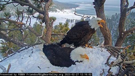 Big Bear eagle cam livestream: Watch for hatching of bald eagle eggs