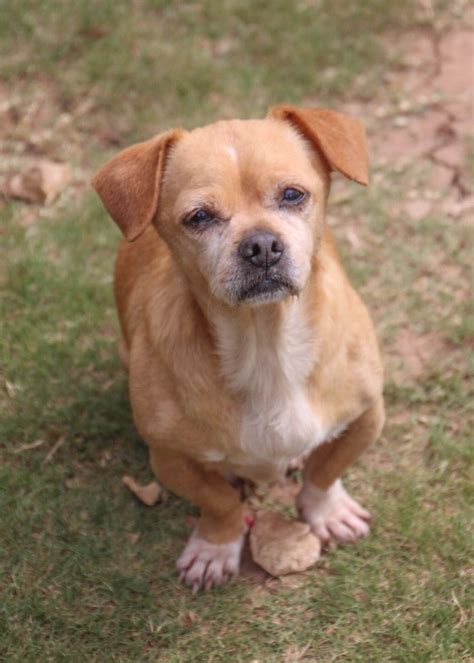 Chug dog for Adoption in PIPE CREEK, TX. ADN-611894 on PuppyFinder.com Gender: Male. Age: Adult ...