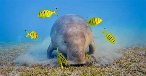 Dugong Are The only sea mammals Eat Vegan - Odd Facts