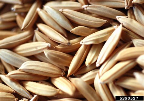 rice (Oryza sativa L.)