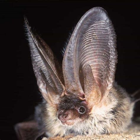 Introducing the Grey Long-eared Bat - Back From The Brink