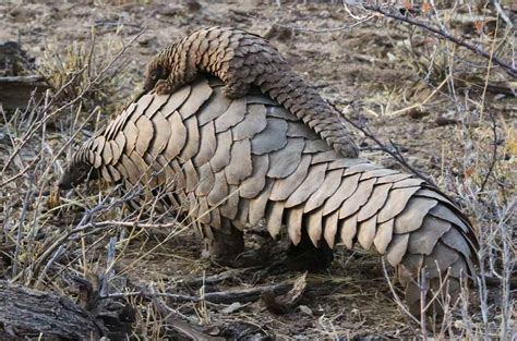 Pangolin Facts: The World's Most Trafficked Animal