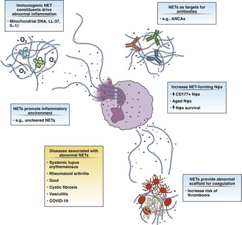 Neutrophil Extracellular Traps in Inflammatory Bowel Disease ...