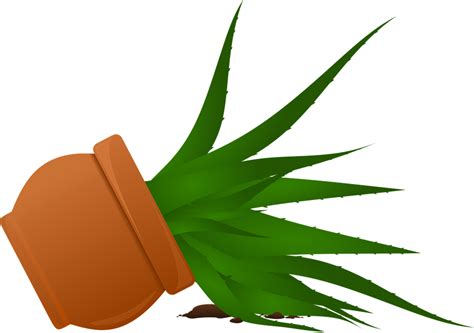 Download Aloe Vera, Nature, Plant. Royalty-Free Vector Graphic - Pixabay