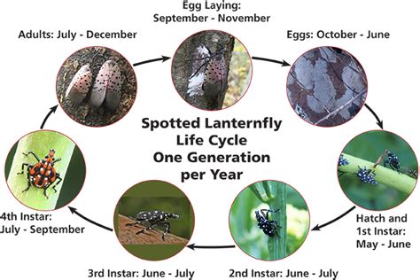 ARBICO Organics: The Dreaded Spotted Lanternfly (Lycorma delicatula)