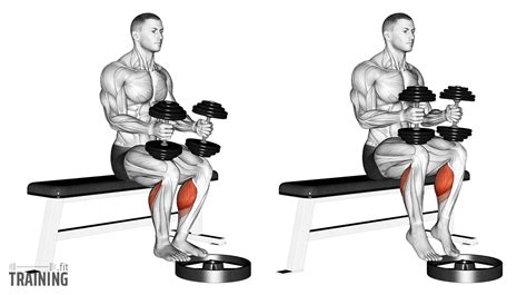 Seated Dumbbell Calf Raise - Instructions, Information & Alternatives » Training.fit