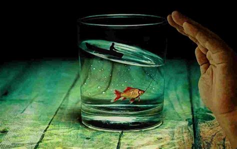 Goldfish Memory is limited to a few seconds: right or wrong?